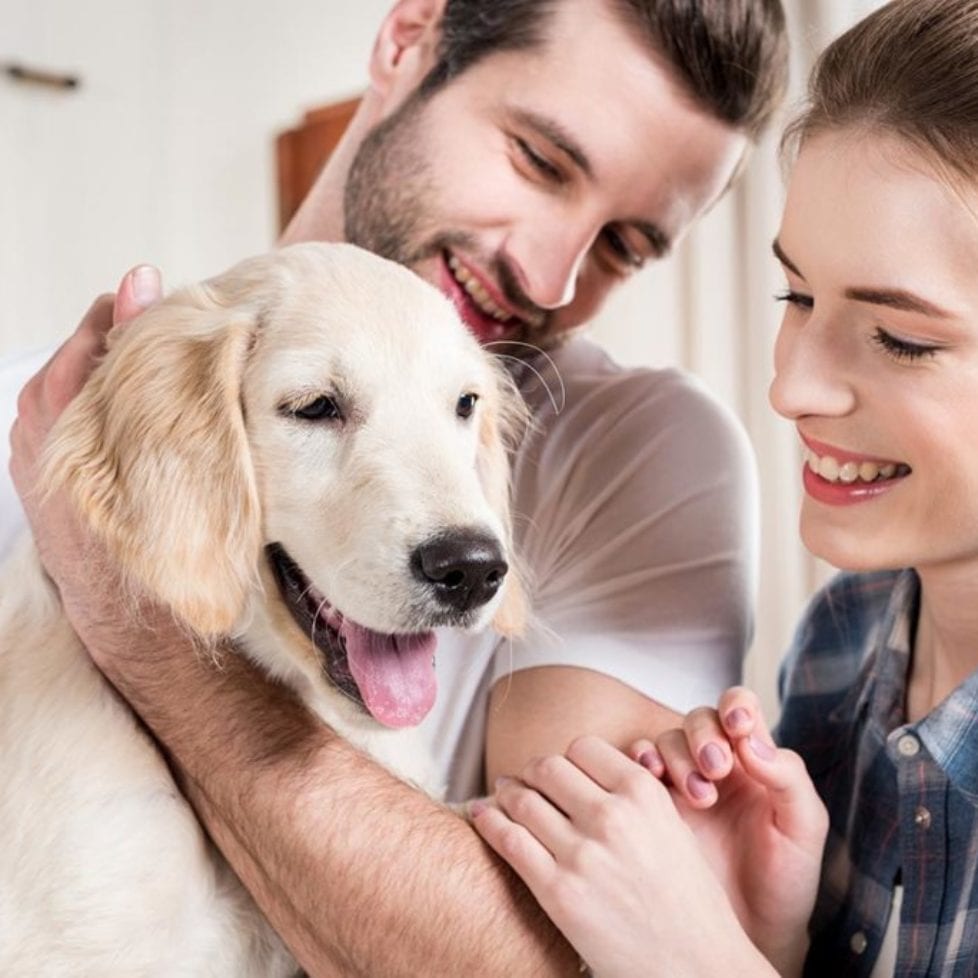 Fake pet adverts lead to large losses